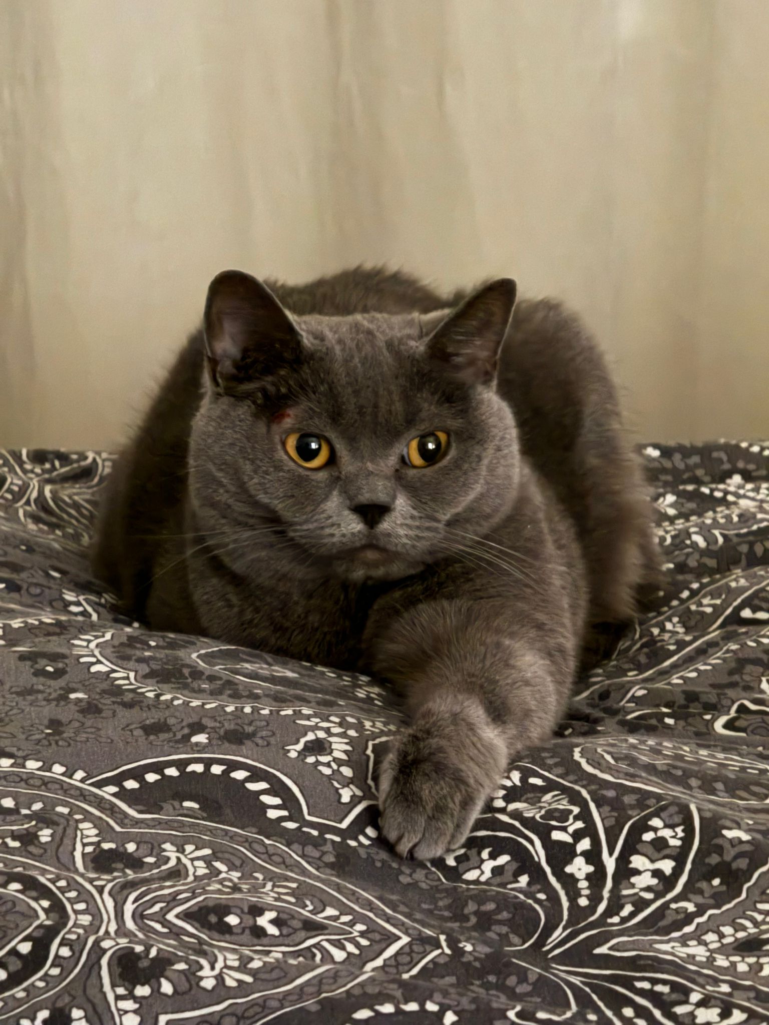 Originalfoto Katze